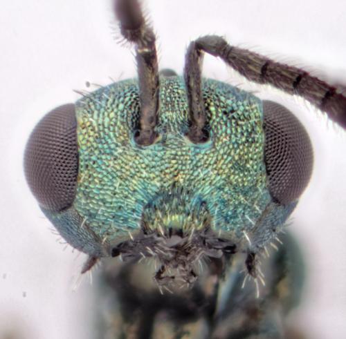 Dinotoides tenebricus